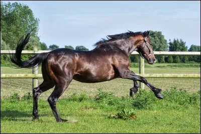 Combien d'os a le cheval ?