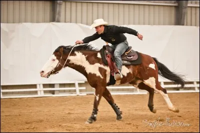 Combien de muscles ont les chevaux ?