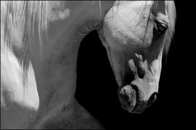 Où se situe le cerveau du cheval ?