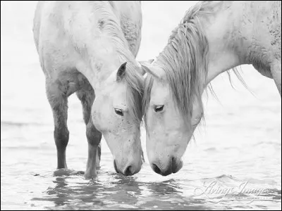Comment s'appelle les narines d'un cheval ?