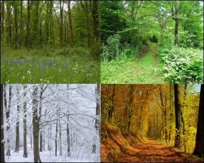 Et enfin, quelle est ta saison préférée ? (Ton choix compte aussi.)