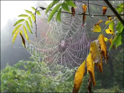 Que fait l'araignée entre les plantes sur lesquelles elle se déplace ?