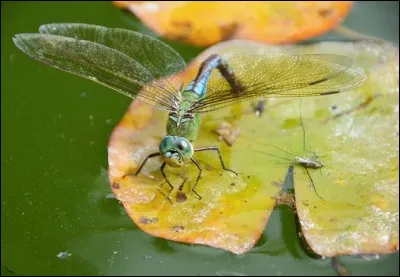 Pendant ce temps, la libellule d'or, turquoise et azur, aux [...] ailes de [...] plonge son regard [...] dans les eaux glauques.