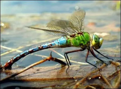 Elle cherche à dicerner, reconnaître quelque-uns des habitants dans ce monde grouillant de mystères.