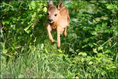 Un animal passe : le faôn. D'un bond agile, il traverse la minuscule clairière et disparaît dans les taillies à la vitesse de l'éclair.