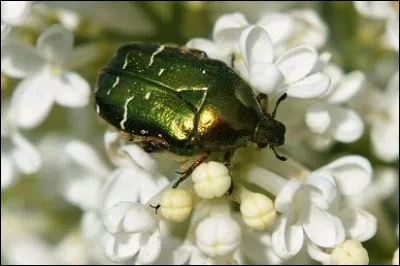 Comme certie dans un écrain fleuri, la sétoine, pierre précieuse vivante, brille de tous ces ors.