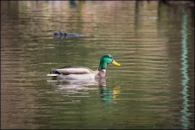 Plus loin, un col vert, dont le somptueux plumage chatoit sous la lumière tendre du mâtin, glisse tranquillement a la surface de l'eau irisé.