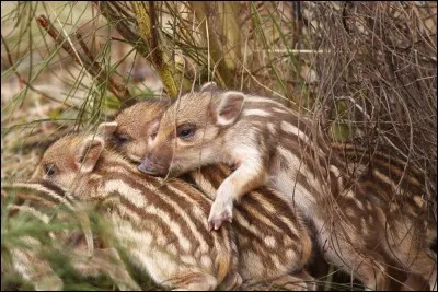 Que fait le bois dont toute la gent animale s'éveille et s'exprime ?