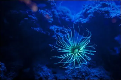 Comment se dessinaient et se mouvaient tous les poissons sous l'eau ?