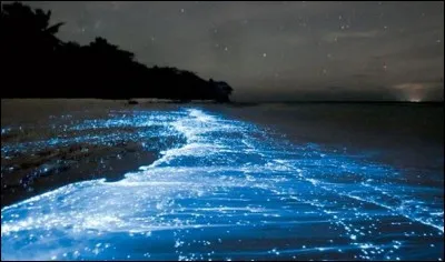 Derrière les barques se traînaient des comettes.