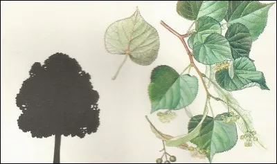 Ses fleurs sont très odorantes.