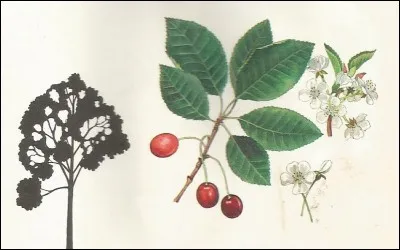 Fait de beaux meubles.