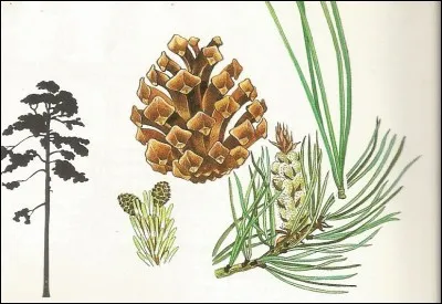 Et celui-ci aux aiguilles longues, quel est-il ?