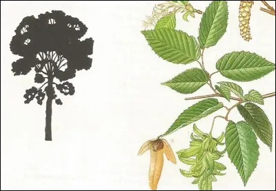 On le trouve beaucoup dans les haies.