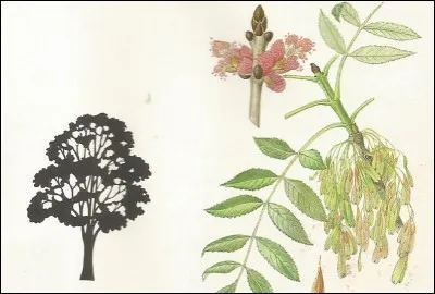 Son écorce se fendille en vieillissant.