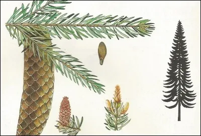 Souvent confondu avec un autre.