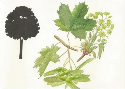 Peut être sycomore.