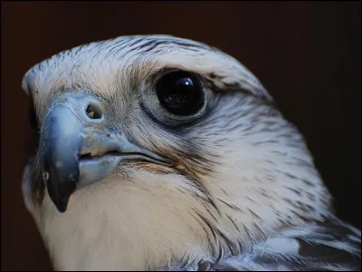 Quel est le Dieu associé au faucon ?