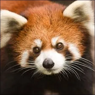 Quel est ton animal préféré ?