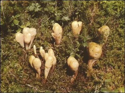 Ce Clavariadelphus pistillaris est-il comestible ?