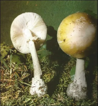Ce champignon est à connaître absolument. Quel est son nom ?