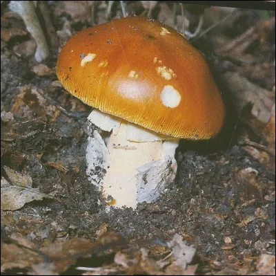 Quel est le nom de ce champignon appelé aussi ''jaune d'œuf'' ?