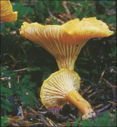 Quel champignon est aussi une corde ?