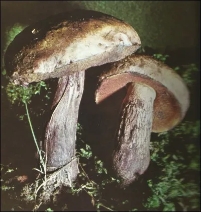 Quel est le nom de ce champignon ?
