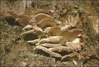 Quel est le nom vernaculaire du Polyporus giganteus ?