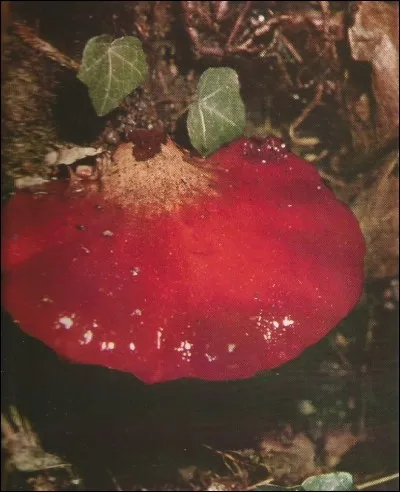Quel est le nom de ce champignon très reconnaissable ?