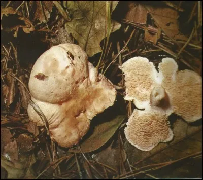 Quel est le nom de ce champignon à aiguillons ?