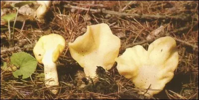 Quel est le nom scientifique de ce champignon ?
