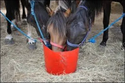 Parlons liquide, à présent !
Mais qu'allez-vous administrer à un cheval ?