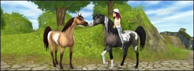 Quelle est cette race de cheval ?