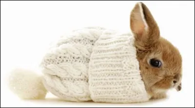 Karal a des lapins. Combien en a-t-elle ?