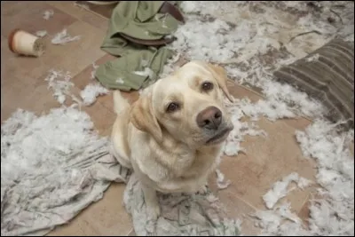 Quelle est la pire bêtise de Karal ?