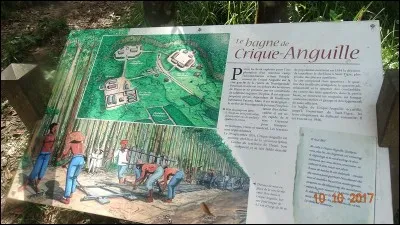 Sorte de cactus du Mexique, dont l'ingestion provoque des hallucinations visuelles !