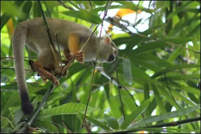 De ces trois pays, l'un a sa capitale au bord d'un océan !