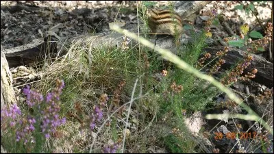 Synonyme de "hypocrisie" !