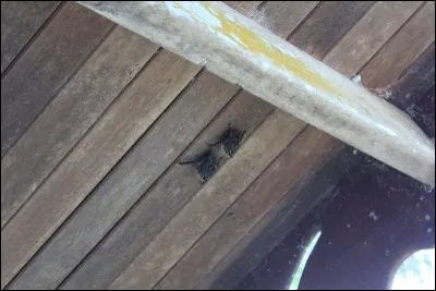 Mammifère marsupial, dont certaines espèces peuvent voler en planant !