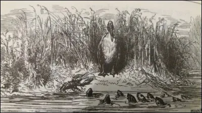 Le h&eacute;ron propose un stratag&egrave;me : transporter les poissons vers un autre vivier afin de prot&eacute;ger leur r&eacute;publique.