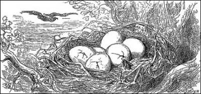 Sans cesse, il fracasse les �ufs de l'aigle qui avait d&eacute;vor&eacute; Jean lapin.