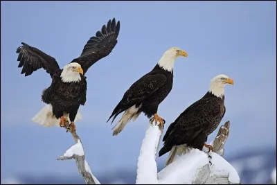 Quel oiseau est l'emblème des États-Unis ?