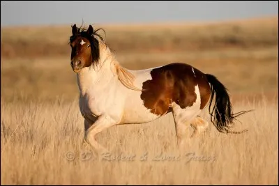 Quelle est cette race ?