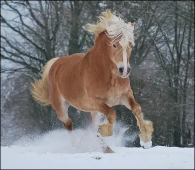 Quelle est cette race ?