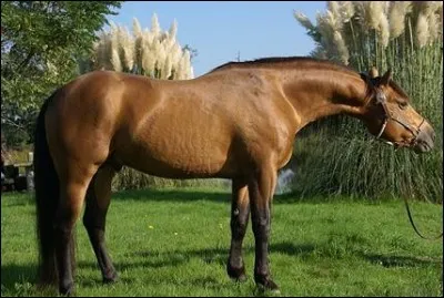 Quelle est cette race maintenant ?