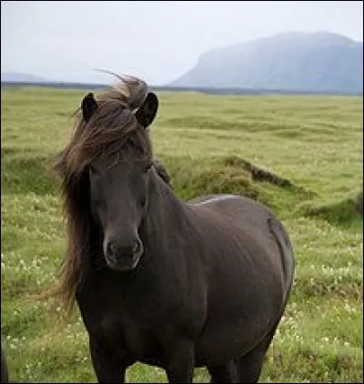 Quelle est cette race ?