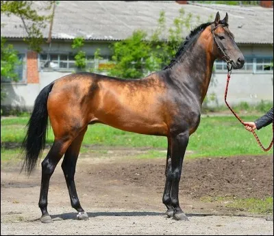 Quelle est cette race ?