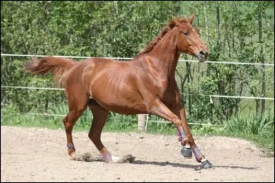 Quelle est cette race à présent ?