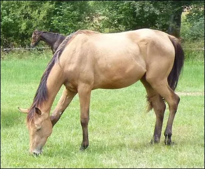 Quelle est cette race ?